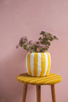 Yellow Stripe Katran Pot