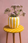 Yellow Stripe Katran Pot