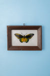 Small Old Wood Frame with Botanical/Wildlife Painting - 406