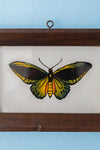 Small Old Wood Frame with Botanical/Wildlife Painting - 406