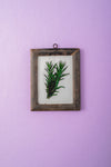 Tiny Old Wood Frame with Botanical/Wildlife Painting - 367