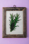 Tiny Old Wood Frame with Botanical/Wildlife Painting - 367